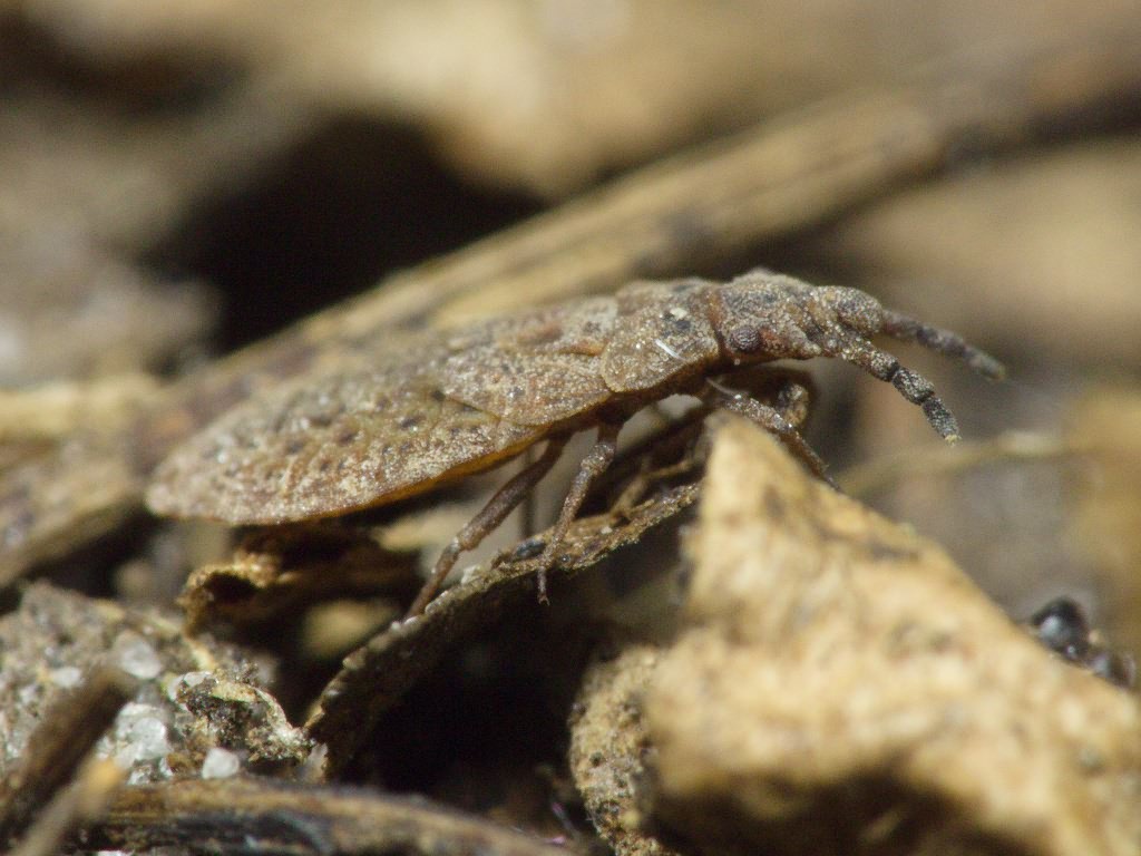 Aradus cinnamomeus Panzer, 1806